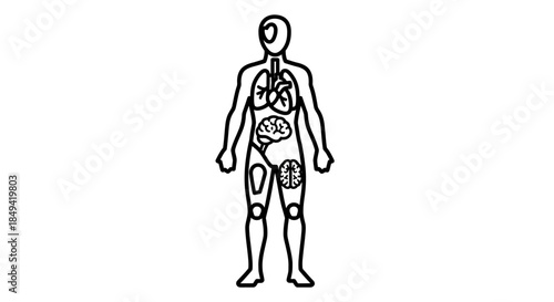 Human anatomy illustration depicting internal organs and body parts, including lungs, brain, and muscle tissue, rendered in a minimalist line art style