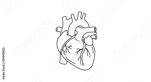 Black and white line drawing of a human heart, symbolizing health and medical concepts
