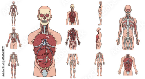 Human Anatomy Diagrams Detailed Illustrations of Skeletal and Muscular Systems, Organs, and Body Systems