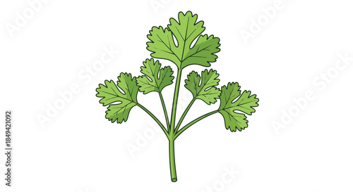 A fresh vibrant green cilantro sprig illustration highlighting its unique lobed leaves and slender stem. Perfect for culinary, healthy eating and
