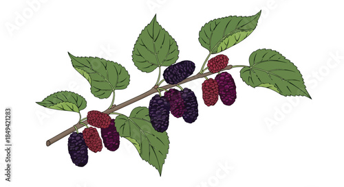Vibrant mulberry branch illustration with ripe berries and fresh green foliage botanical drawing