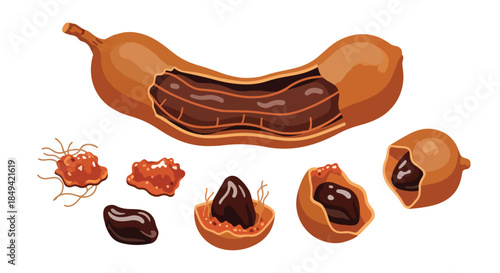 Comprehensive botanical illustration of the delicious tamarind fruit showcasing its full pod, broken sections, rich dark brown pulp and individual