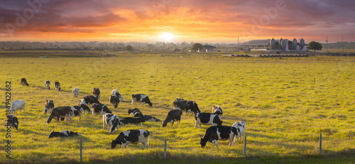 Free range milk cows grazing on farm pasture. Feeding of cattle on farmland grassland