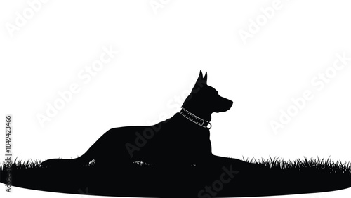 Dog lying on grass with collar