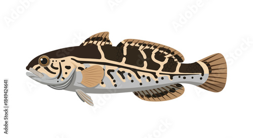 Detailed digital illustration of a fascinating aquatic creature, showcasing its unique and intricate camouflage patterns in earthy brown and beige
