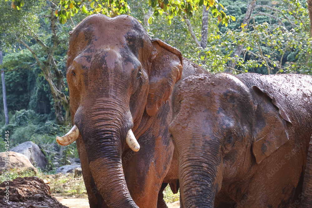 Fototapeta premium Large brown Asian elephant with white tusks standing calm near friend in green tropical jungle nature environment, expressing gentle friendly emotion and wild animal connection outdoors