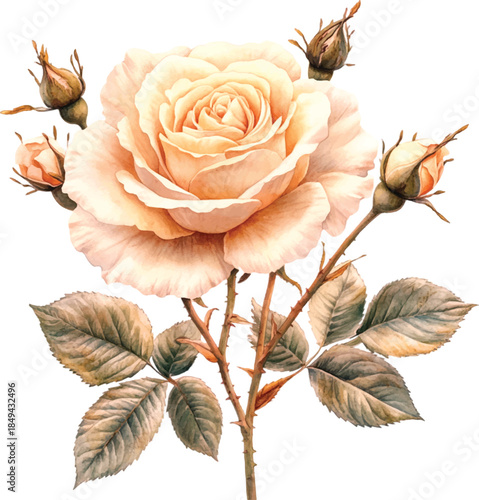 Elegant Watercolor Peach Rose with Buds and Leaves