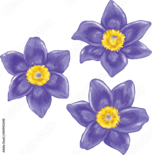 Pasque Flower Botanical Painting