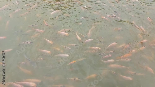 many fish swimming together in a pond. Natural aquaculture scene with fish moving under the water surface, creating gentle ripples. Ideal for themes related to aquaculture, fish farming, nature, fresh