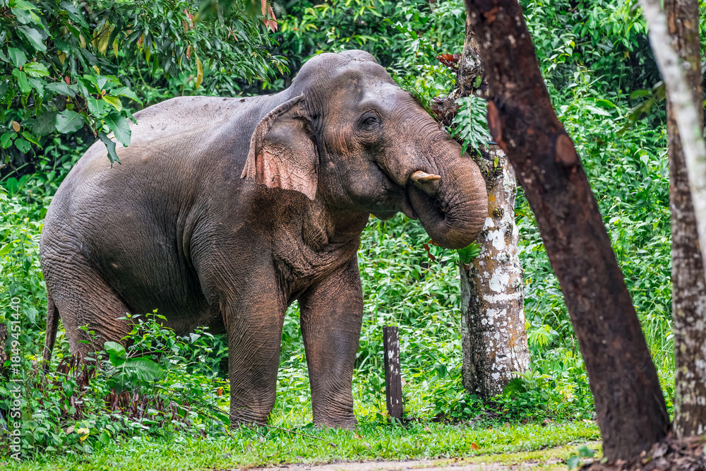 Fototapeta premium Elephants are the largest land animals, possessing long trunks, large ears, big legs, and thick yet delicate skin. Their trunks are used for breathing and for grasping food.