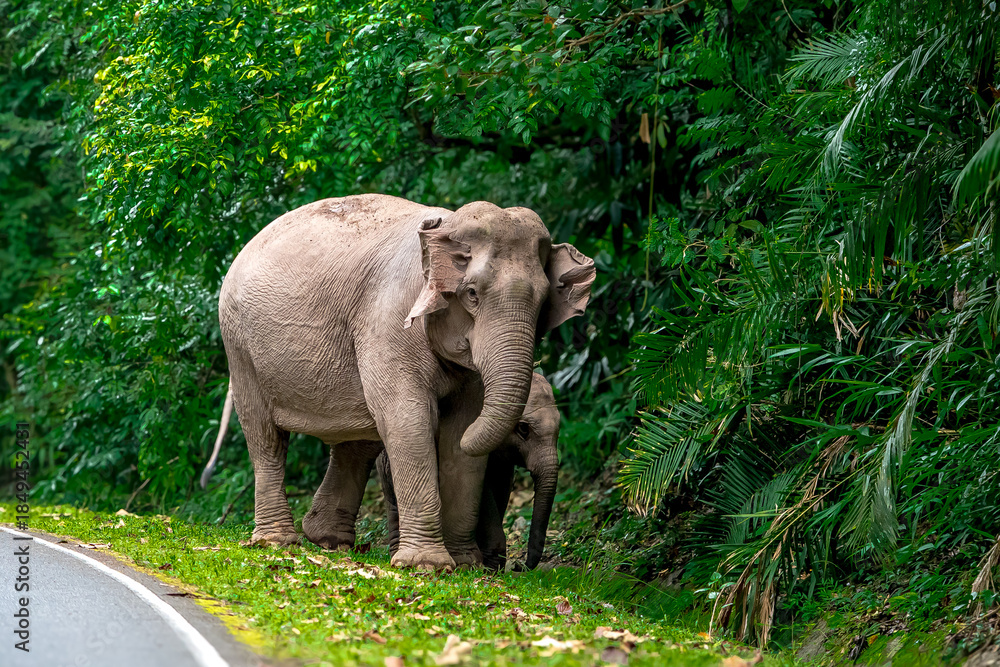 Fototapeta premium Elephants are the largest land animals, possessing long trunks, large ears, big legs, and thick yet delicate skin. Their trunks are used for breathing and for grasping food.