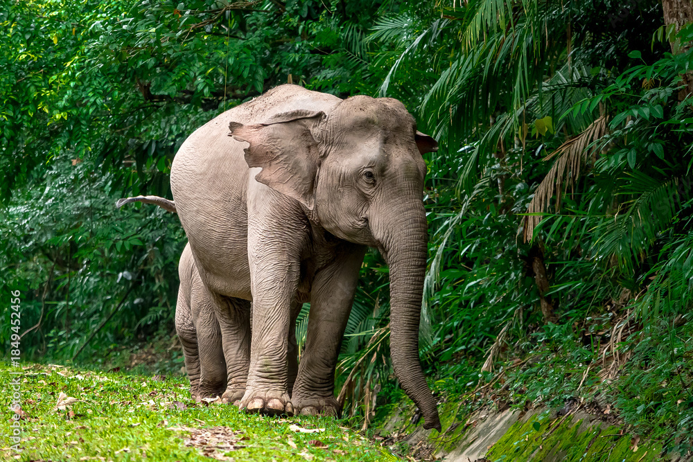 Fototapeta premium Elephants are the largest land animals, possessing long trunks, large ears, big legs, and thick yet delicate skin. Their trunks are used for breathing and for grasping food.