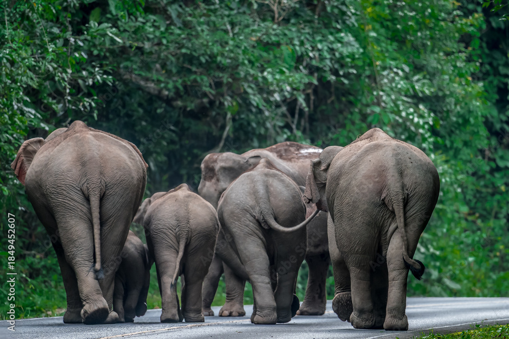 Fototapeta premium Elephants are the largest land animals, possessing long trunks, large ears, big legs, and thick yet delicate skin. 