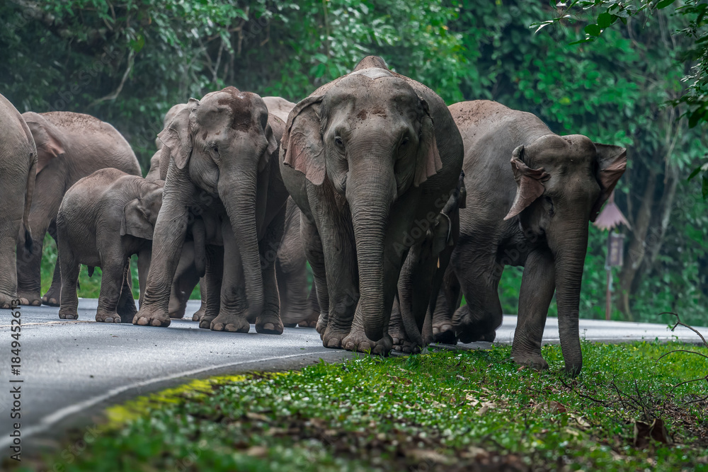 Fototapeta premium Elephants are the largest land animals, possessing long trunks, large ears, big legs, and thick yet delicate skin.
