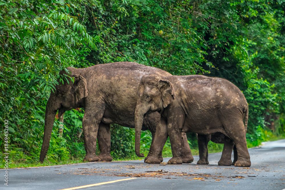 Fototapeta premium Elephants are the largest land animals, possessing long trunks, large ears, big legs, and thick yet delicate skin. 