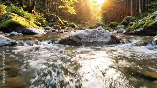 Experience the serene beauty of a wild forest stream bathed in golden sunlight. This captivating low-angle shot captures crystal-clear water rushing over and around ancient, moss-covered rocks, creati