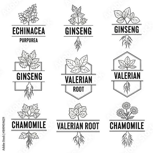 Herbal Medicine Logos Collection - Echinacea, Ginseng, Valerian Root, and Chamomile.