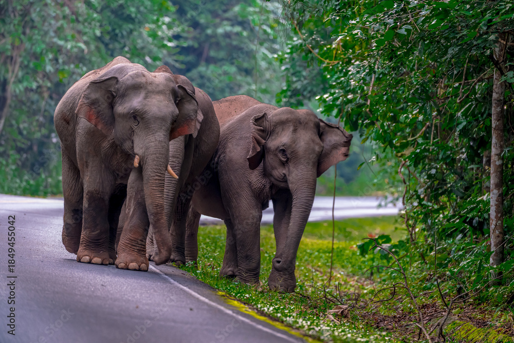 Fototapeta premium Elephants are the largest land animals, possessing long trunks, large ears, big legs, and thick yet delicate skin. Their trunks are used for breathing and for grasping food.