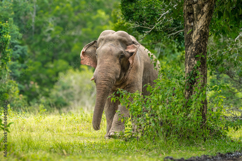 Obraz premium Elephants are the largest land animals, possessing long trunks, large ears, big legs, and thick yet delicate skin. Their trunks are used for breathing and for grasping food.