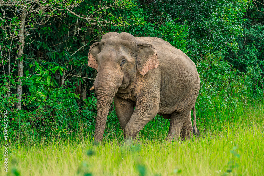 Obraz premium Elephants are the largest land animals, possessing long trunks, large ears, big legs, and thick yet delicate skin. Their trunks are used for breathing and for grasping food. 