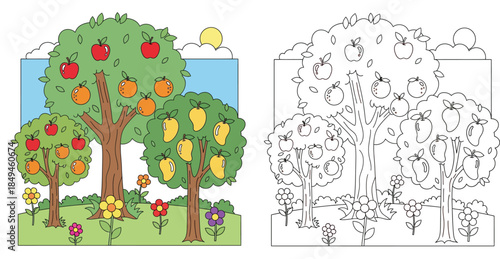 Cartoon fruit garden landscape with apple, mango and orange trees, sunny sky and flowers, plus black and white coloring book page outline for kids.