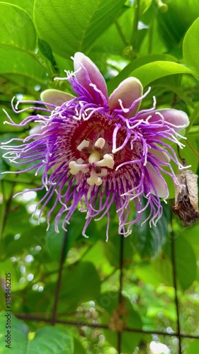 Close-up of Beautiful Purple Passion Flower (Passiflora) Blooming and Swaying in the Wind in Tropical Garden.