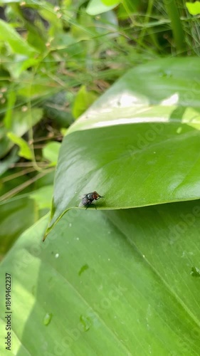 Macro Shot of a Housefly Resting and Cleaning its Legs on a Large Green Leaf in the Garden.