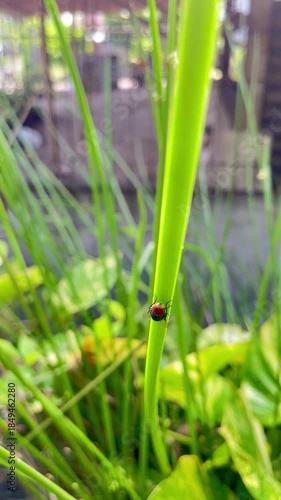 Macro Shot of a Housefly Resting and Cleaning its Legs on a Large Green Leaf in the Garden.