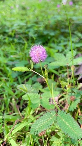 Beautiful Pink Mimosa Pudica Flower (Sensitive Plant) Blooming Wild in Green Grass Field.