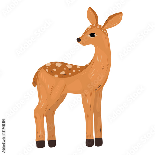 Standing deer illustration on white background, Hand drawn Detailed Woodland doe vector illustration. Cute animal 