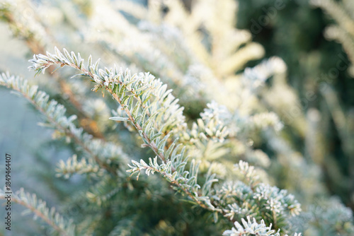Frost-covered yew branches in winter cold