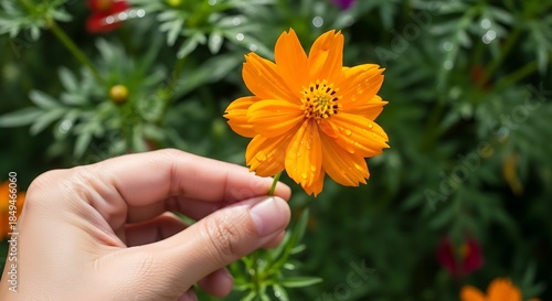Radiant cosmos flower presented on a gentle hand during summertime
