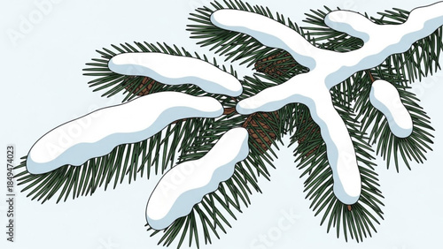 Snowy pine tree branch with green needles on white background