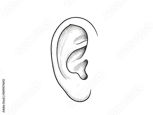 Black and white sketch of a human ear with detailed inner ear structure and outer ear anatomy