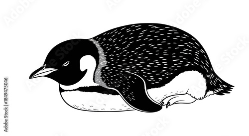 Monochrome Illustration of an Adelie Penguin Resting on the Ground.