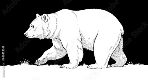 Monochrome Illustration of a Walking Polar Bear in Profile.