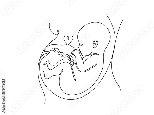 Fetus development illustration showing a baby inside the womb with umbilical cord