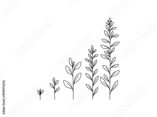 Black and white illustration of growing plants with increasing height and complexity