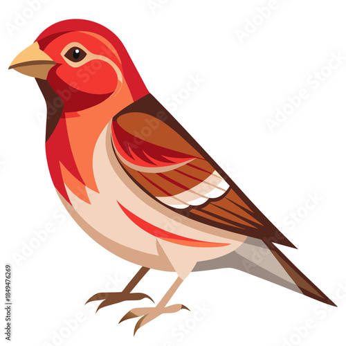 Vibrant red and brown finch bird with white chest and black eyes on transparent background