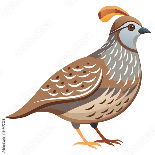 A vibrant California Quail standing proudly on transparent background