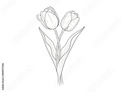 Black and white line drawing of two tulips with leaves and stems