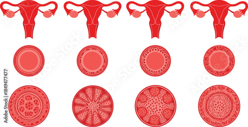 Female reproductive system stages illustration, uterus and ovary cycle diagram, menstrual phases visualization, medical anatomy vector design