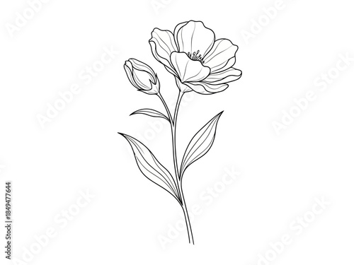 Black and white line drawing of a delicate flower with leaves and stem