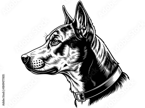 Black and white illustration of a dogs head with a collar, detailed and artistic