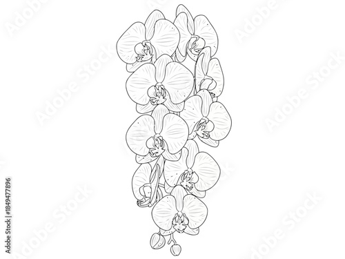 Elegant white orchid flowers with delicate petals and intricate details