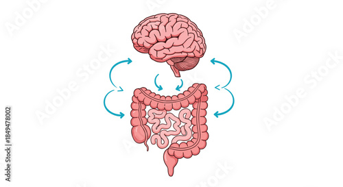 Illustration of the intricate bidirectional communication pathway between the human brain and gut, highlighting the gut-brain axis.