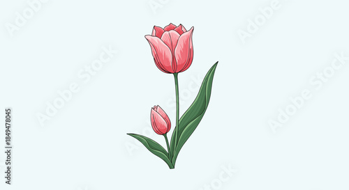 A charming illustration features two elegant pink tulips, one fully bloomed and one budding, with vibrant green leaves on a light blue background.