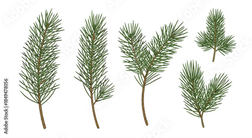 Assortment of vibrant green pine tree branches and natural sprigs with brown stems, perfect for holiday and winter nature designs.