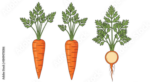 Three cartoon illustrations of fresh orange carrots with vibrant green leafy tops, one revealing a cross-section of the root.