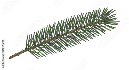Detailed, realistic illustration of a single green fir tree branch with needles, isolated on a clean white background for design.